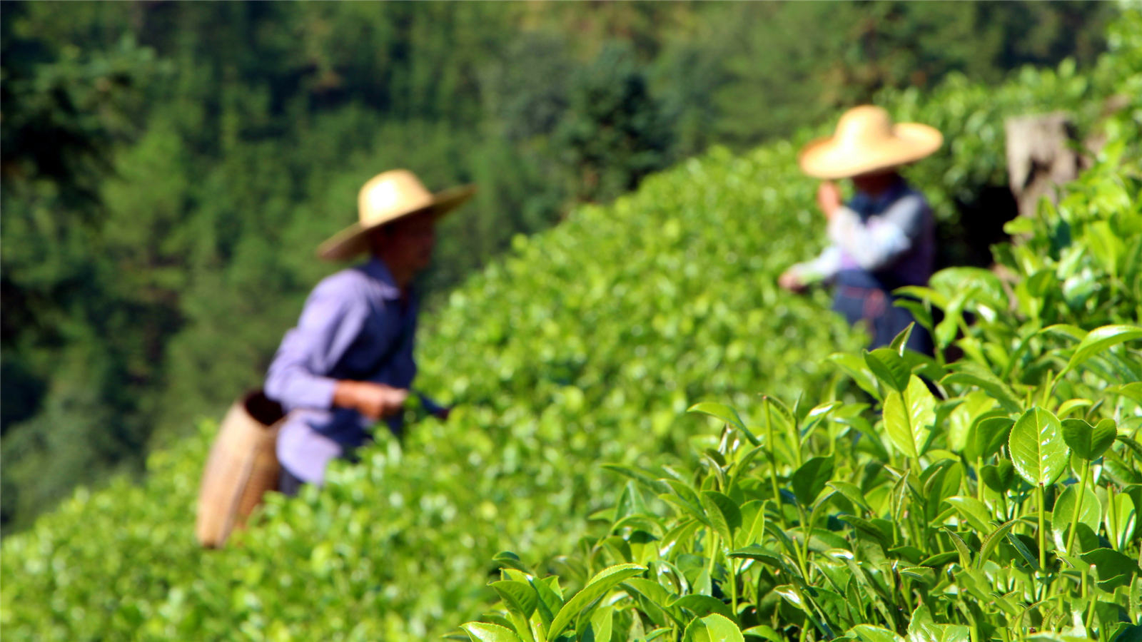 thu hoạch trà long tỉnh với thời gian chuẩn