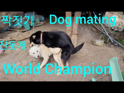 진돗개 짝짓기 세계챔피언^^Korean Jindo Dog mating world champion.