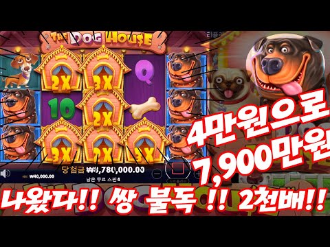 [슬롯나라] 프라그마틱 도그하우스(개집) 4만원으로 7900만원!? 쌍불독!! 영상~! (pragmatic slot : doghouse gave me big win!!!)