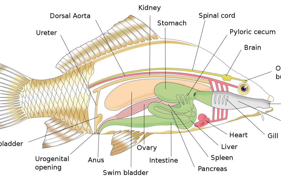 Fish Anatomy - Wikipedia
