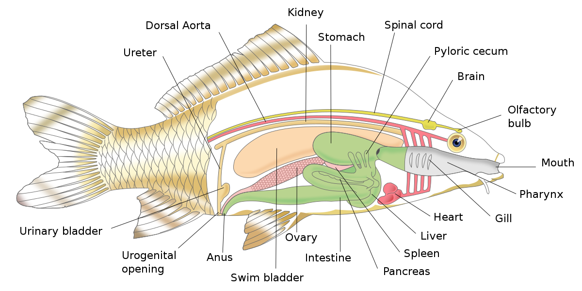 Fish Anatomy - Wikipedia