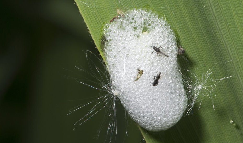 Cuckoo Spit: The Foamy White Goo On Your Plants - Bbc Newsround