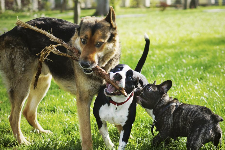 Is Your Dog'S Rough Play Appropriate? · The Wildest