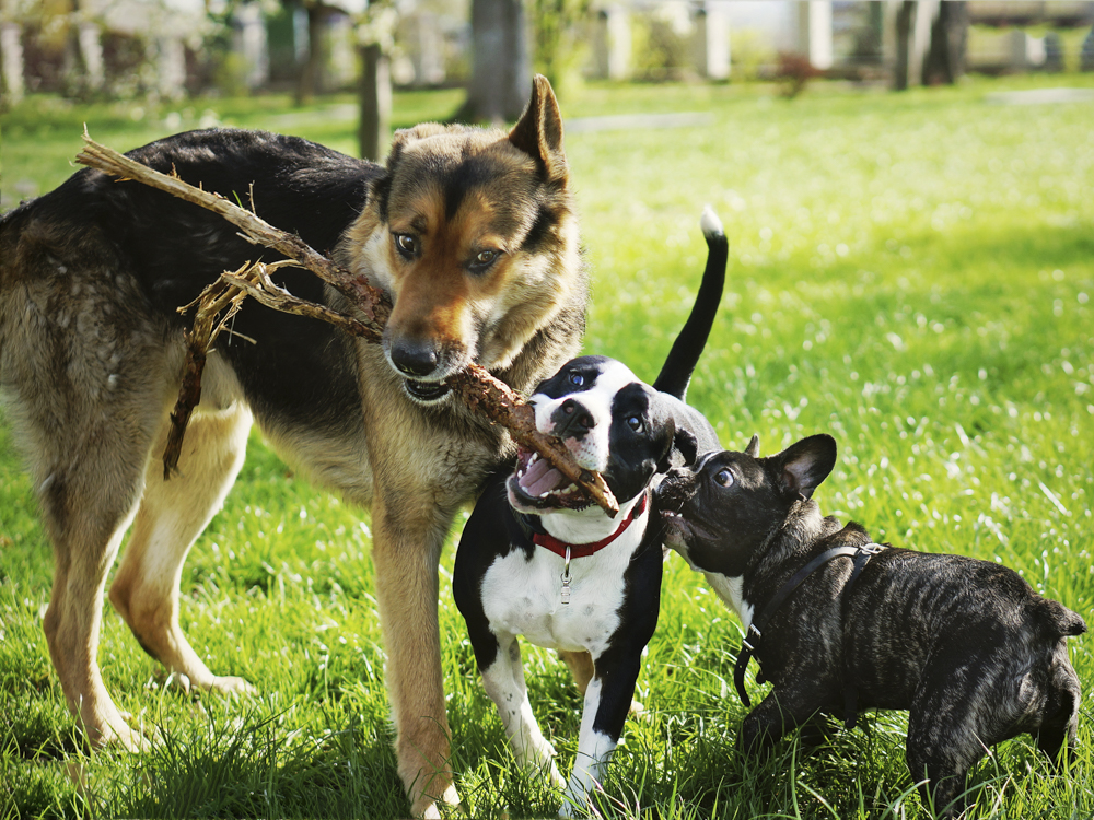 Is Your Dog'S Rough Play Appropriate? · The Wildest