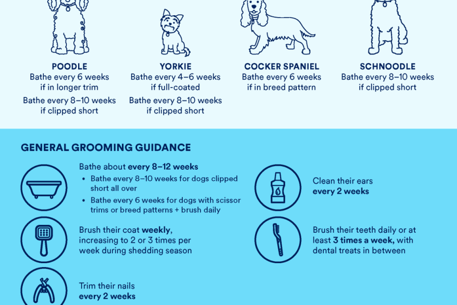 How Often To Bathe And Groom A Dog | Petco