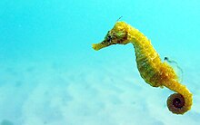 Seahorse - Wikipedia