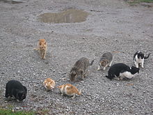Feral Cat - Wikipedia