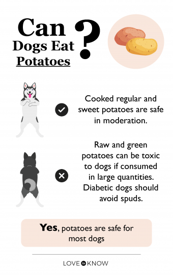 Can Dogs Eat Potatoes? Breakdown Of Safe Consumption From Regular To Sweet  | Lovetoknow Pets
