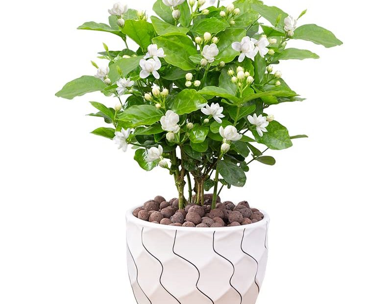 Amazon.Com : Jasmine Living Seedling Fragrant Plant Grown Green Tea  Perennial Garden Indoor Bonsai Plant No Experience Required Easy To Grow  (No Pot Include) : Patio, Lawn & Garden