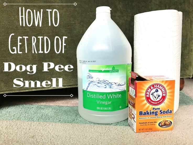 How To Remove The Odor Of Dog Urine From Carpets | How To Clean Carpet, Pet  Urine Smell, Removing Dog Urine Smell