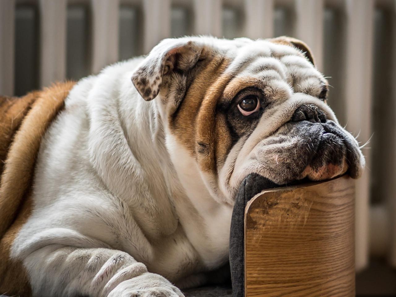 Prednisone For Dogs: Usage And Side Effects