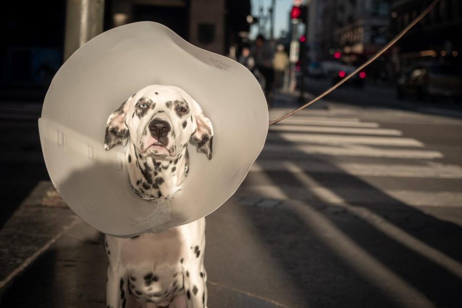 5 Tips For Helping Your Dog Get Used To An E-Collar — Aka A Cone