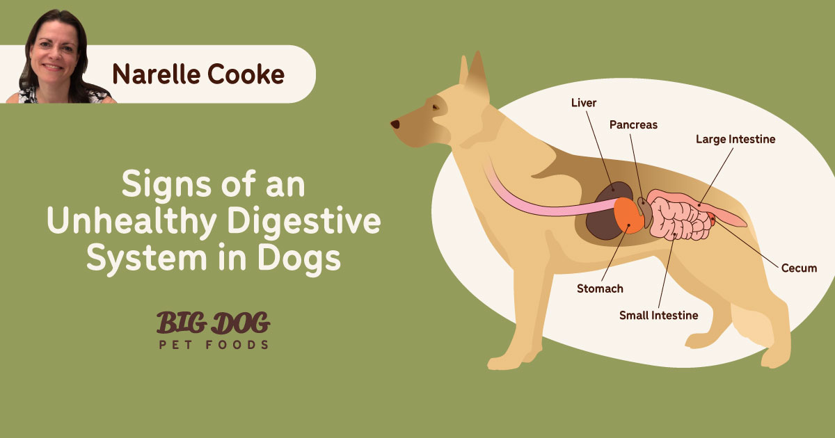 Signs Of An Unhealthy Digestive System In Dogs - Guides | Big Dog Pet Foods