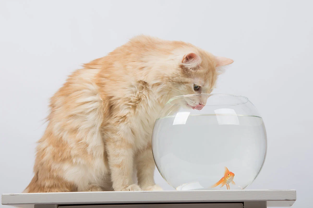Should Cats Eat Fish? Why Rdbk Doesn'T Make Fish Meals For Cats