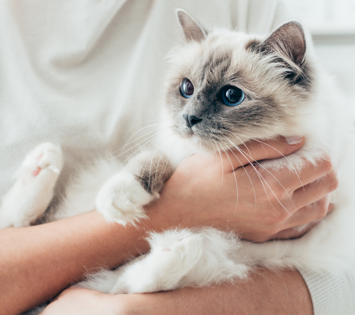 Birman Kittens And Cats In Florida - Buy Or Adopt | Adoptapet.Com