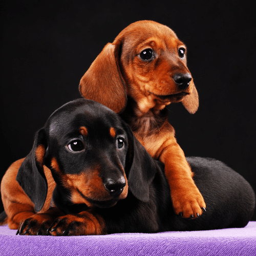 What Does A Dachshund Cost? - Puppy Prices & Annual Expenses
