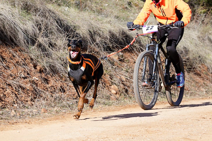 Bikejoring: Is This Adrenaline Inducing Sport Right For You And Your Dog? –  American Kennel Club