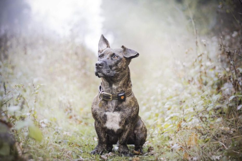 Everything You Need To Know About Mixed Breed Dogs - Pitpat