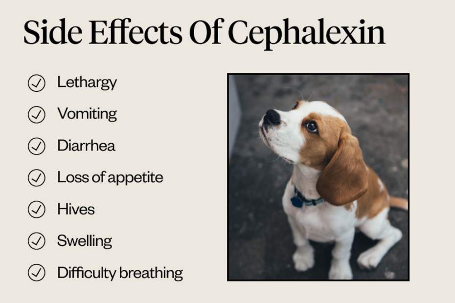 Cephalexin For Dogs: Uses & Side Effects | Dutch
