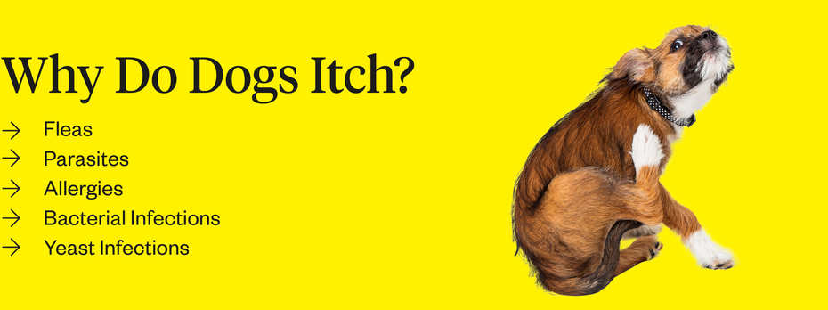 Dog Itching But No Fleas: Potential Causes & Solutions | Dutch
