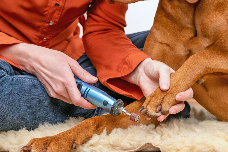 What Are The Best Dog Nail Clippers? - Whole Dog Journal