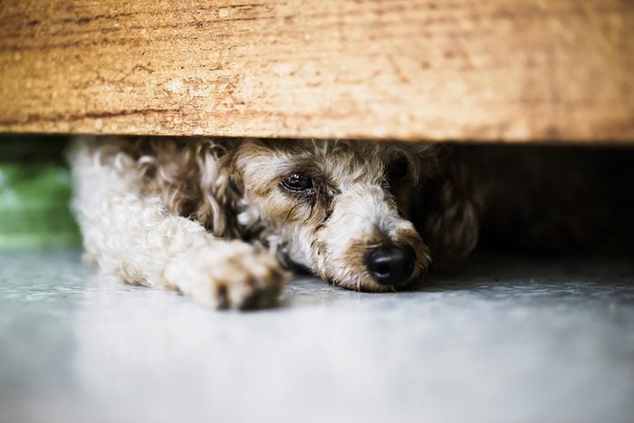 Why Dogs Freak Out During Thunderstorms | Reader'S Digest