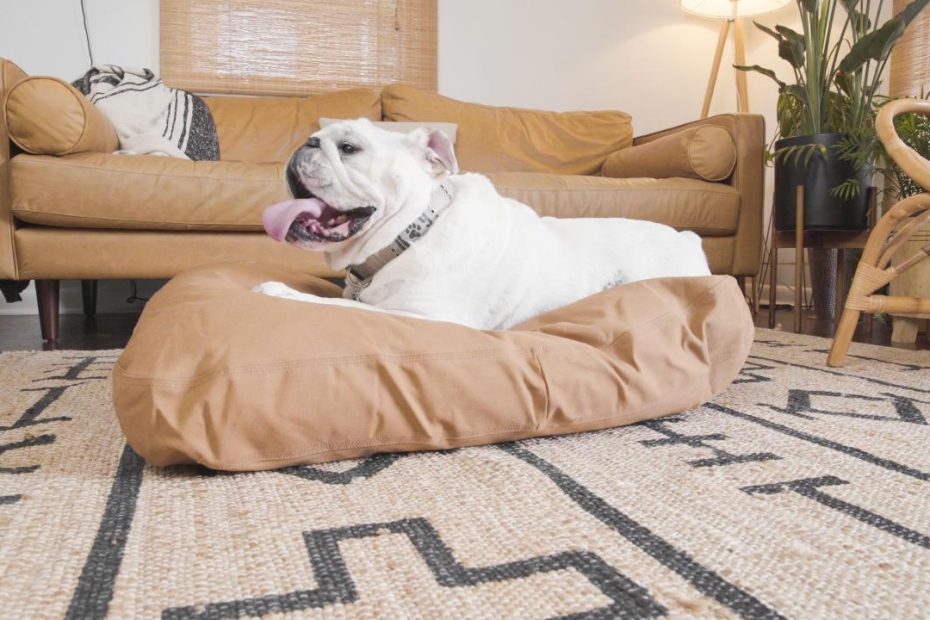 14 Ways To Get Rid Of The Dog Smell In Your House Once And For All
