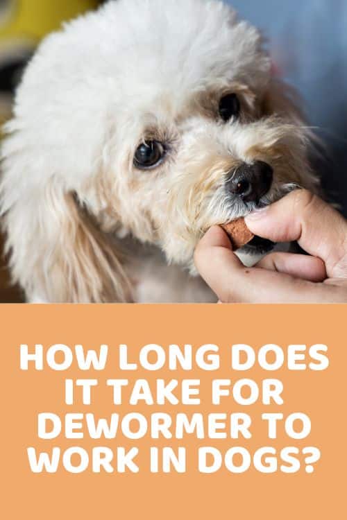 How Long Does It Take For Dewormer To Work In Dogs? - Doodle Doods