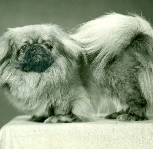 Pekingese History: Lost Legends Of The Imperial Breed – American Kennel Club