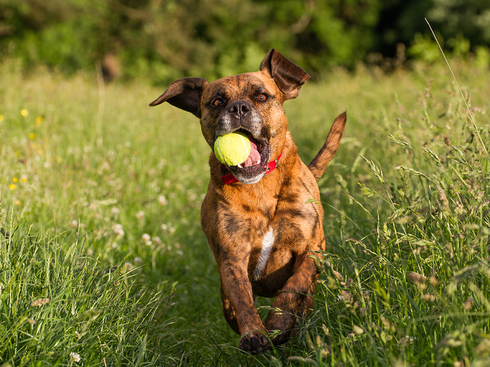 How To Teach A Dog To Fetch · The Wildest