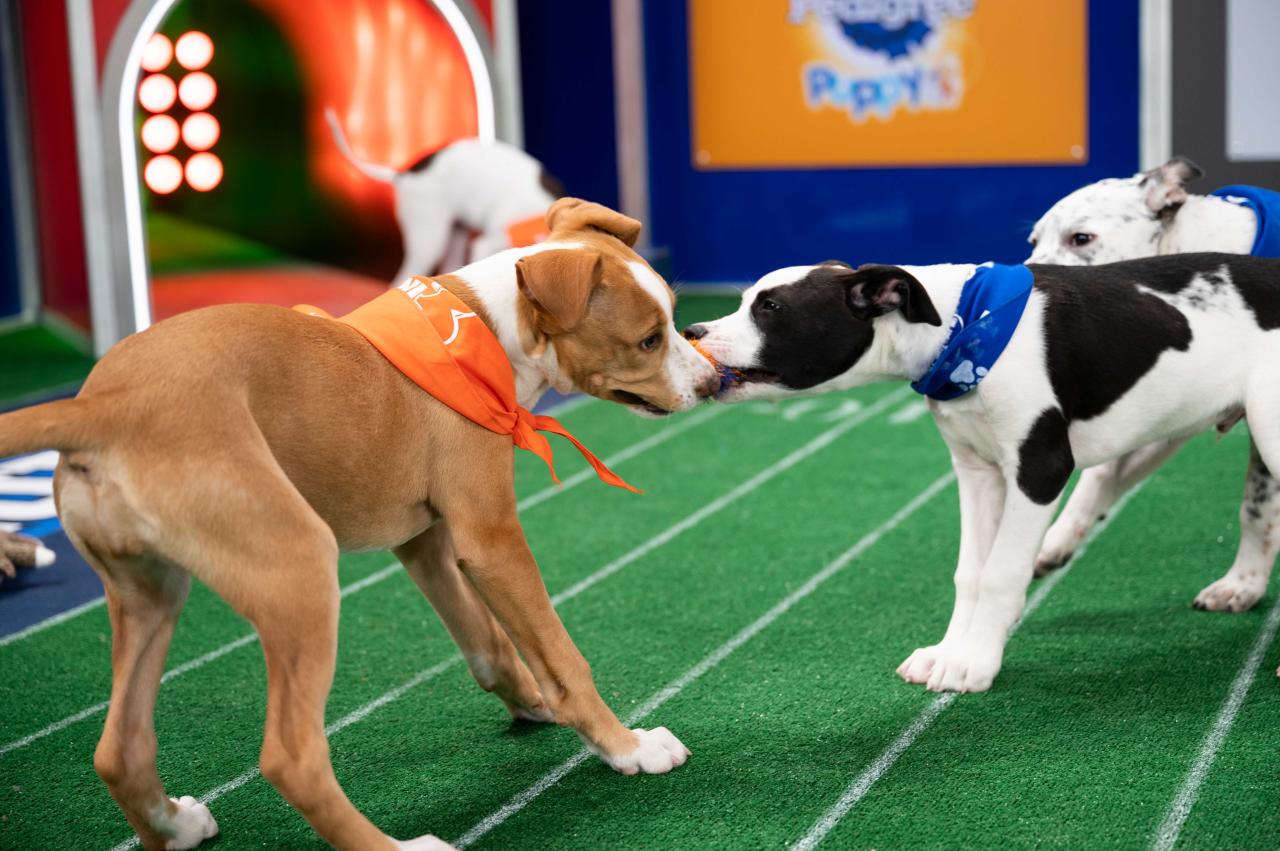 When Is Puppy Bowl 2021? How To Watch, Lineup, N.J. Rescue Puppies - Nj.Com