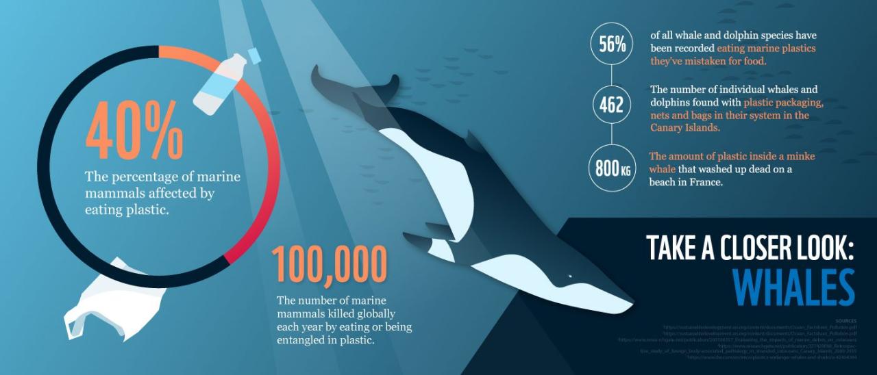 Plastic In Our Oceans Is Killing Marine Mammals - The Australian Museum Blog