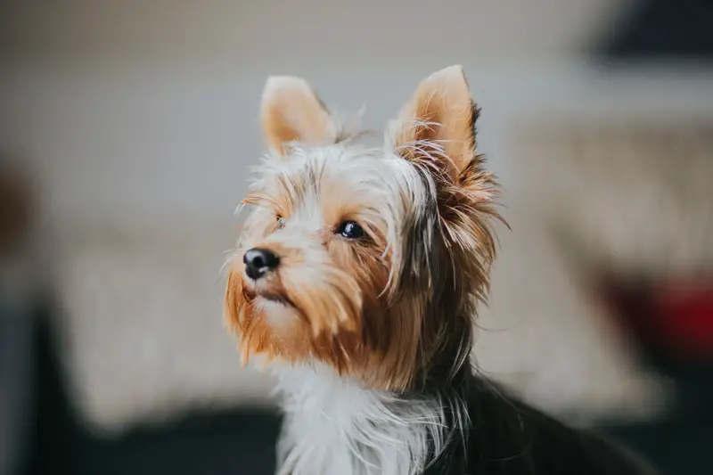 Why Do Yorkies Bark So Much? [And How To Stop It]