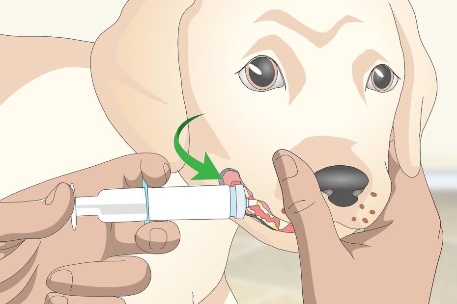 4 Ways To Get Your Dog To Take Its Medicine - Wikihow