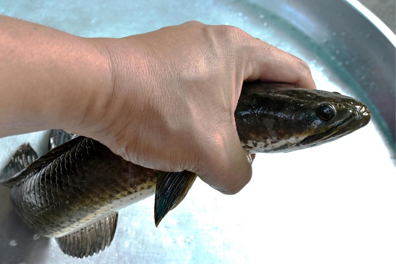 If You Catch It, Kill It! Snakehead Fish Turns Up In Louisiana