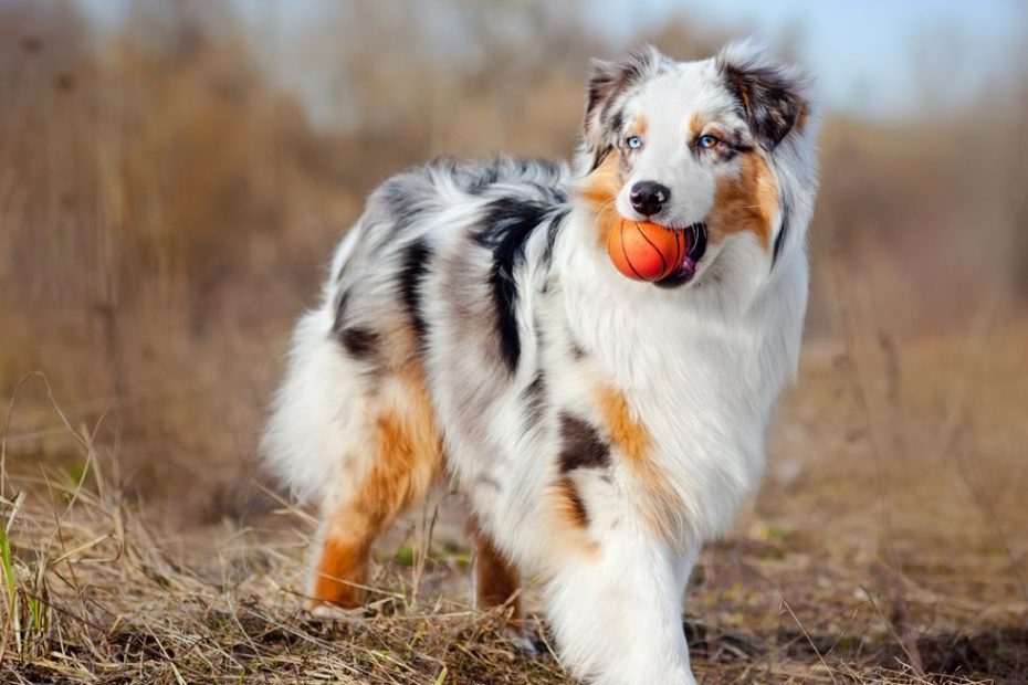 40 Best Medium Sized Dog Breeds That Are Popular For Families