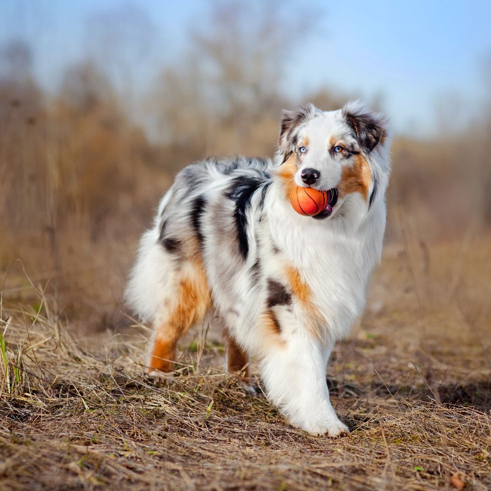 40 Best Medium Sized Dog Breeds That Are Popular For Families