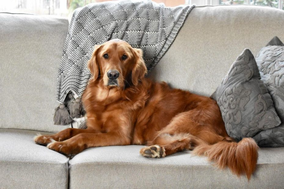 14 Best Dogs For First-Time Owners