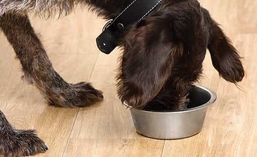 Dog Food - Too Much Protein Can Be Dangerous| Hill'S Pet