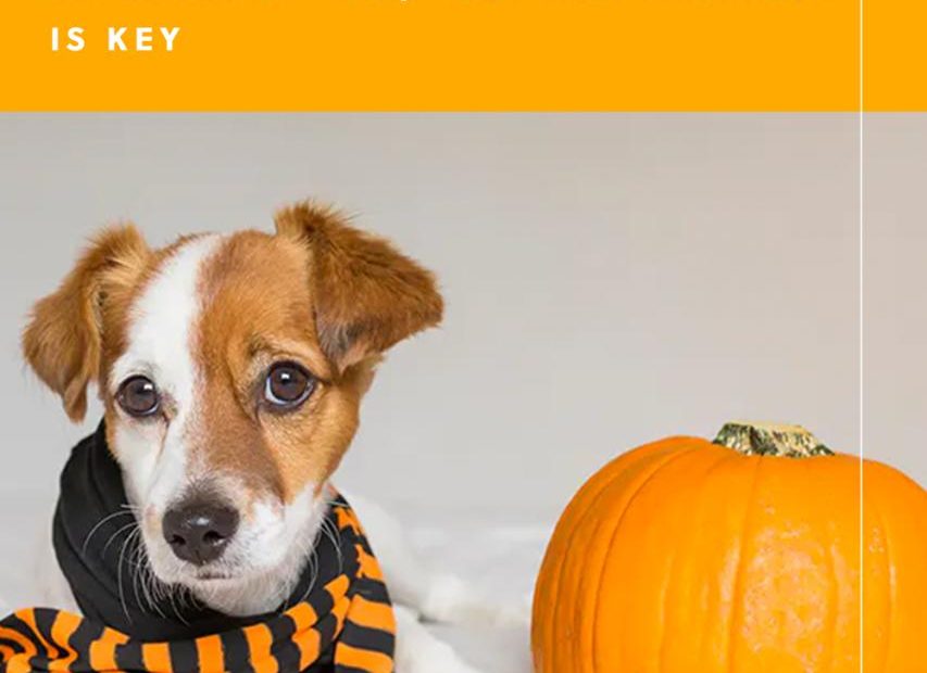 Can Dogs Eat Pumpkin? A Vet Says 'Yes,' But Preparation Is Key