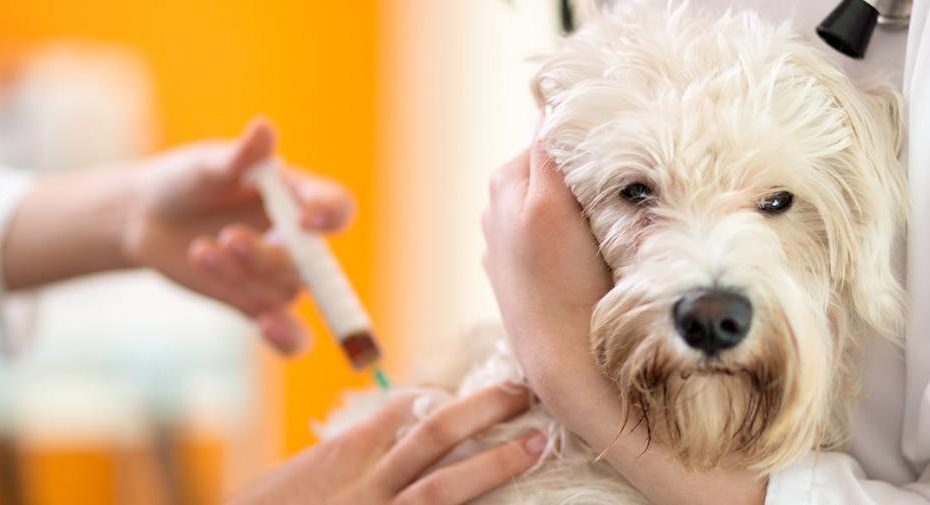 Can Dogs Get Cortisone Shots For Arthritis?