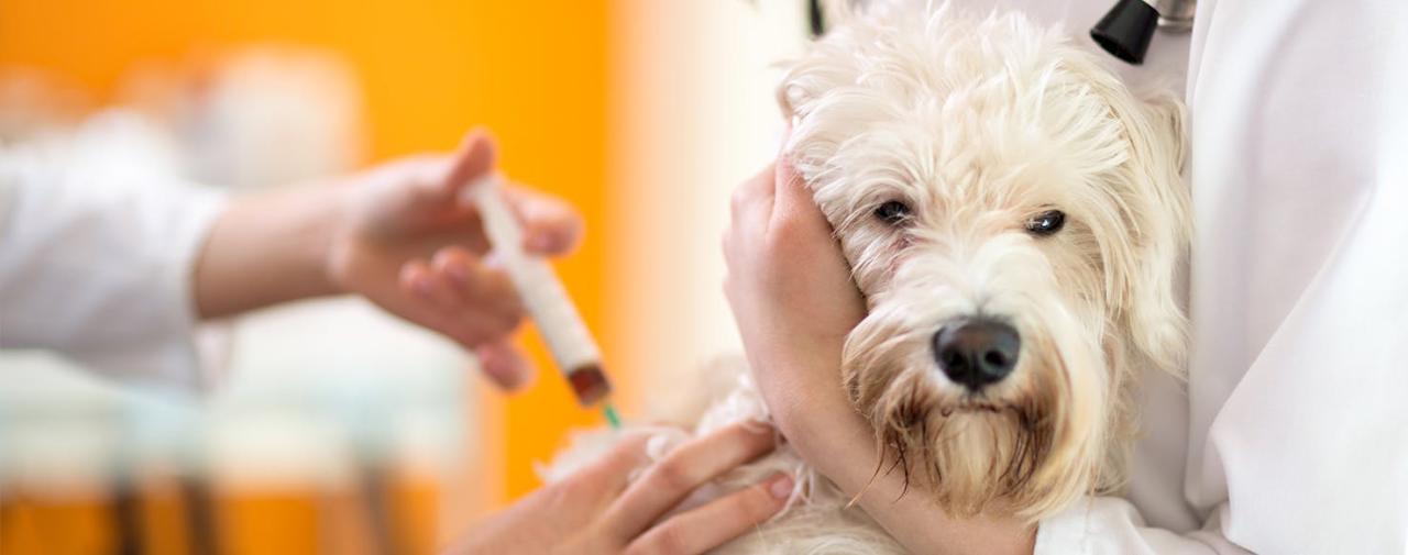 Can Dogs Get Cortisone Shots For Arthritis?