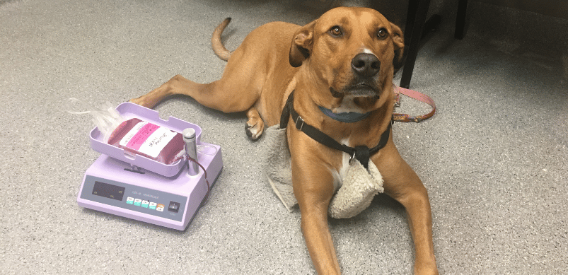 Canine Blood Donation (All Your Questions Answered) - Our Blog | Animal  Emergency Service