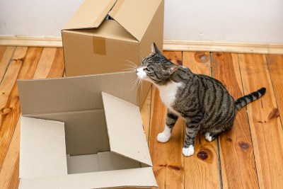 How To Make A Cat Feel Comfortable In A New Home - Moving.Com