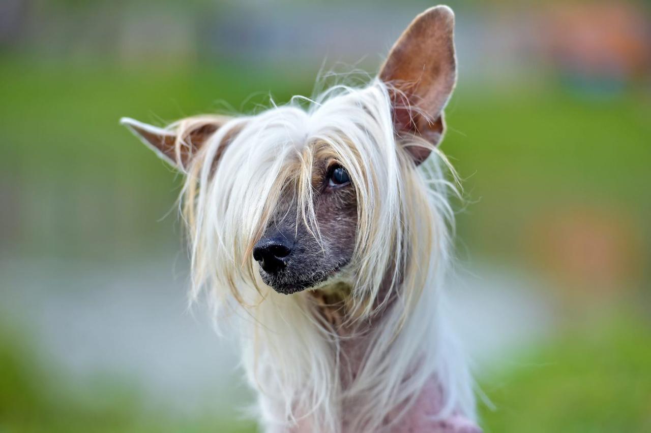 Chinese Crested Dog Breed Information & Characteristics