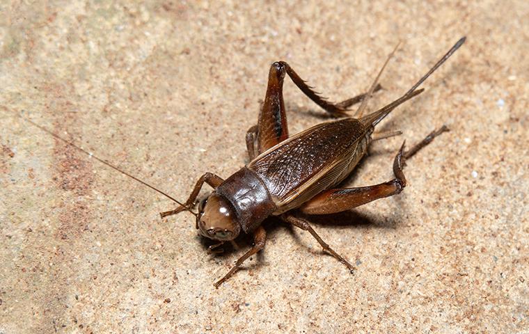 Blog - What Attracts Crickets & How To Get Rid Of Them