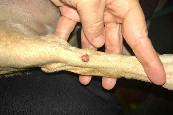 Sebaceous Cyst In Dogs: Appearance, Diagnosis, And Treatment - Dr. Buzby'S  Toegrips For Dogs