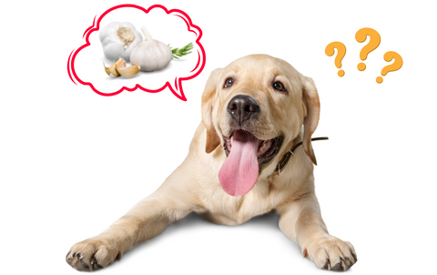 Is Garlic Really That Toxic To Dogs? – The Dog Bakery