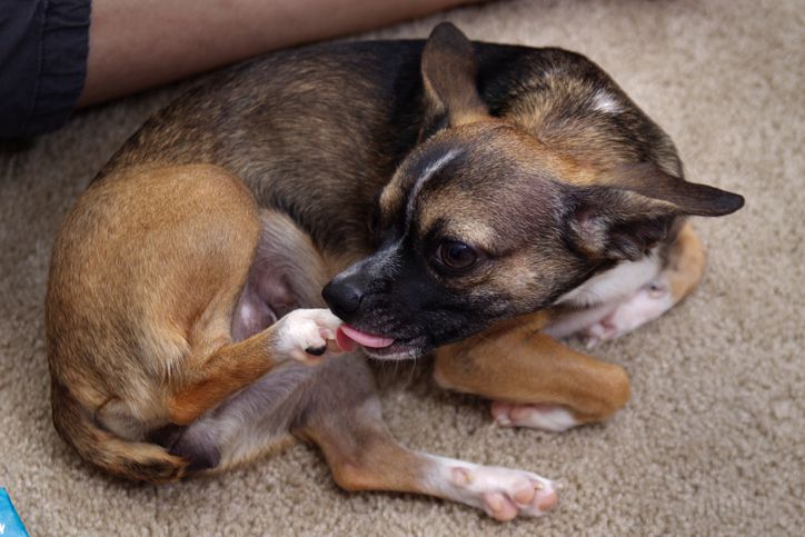 Why Dogs Bite Their Feet And Nails - Whole Dog Journal