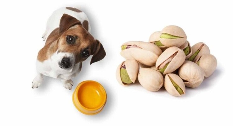 Can Dogs Eat Pistachios? Here Are The Risks! | Pawlicy Advisor